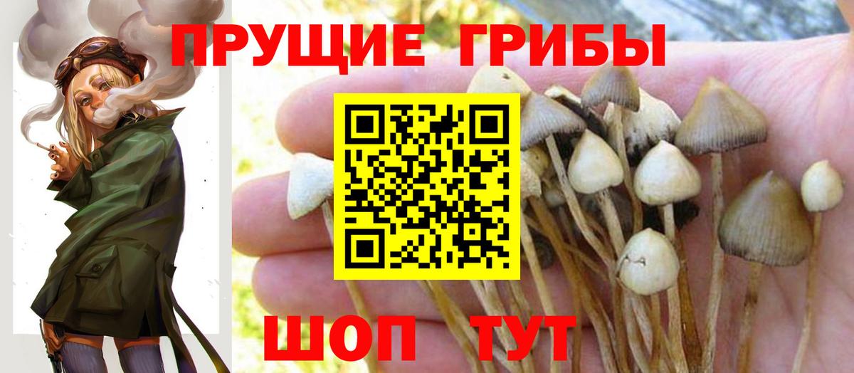 Псилоцибиновые грибы GOLDEN TEACHER Коломна